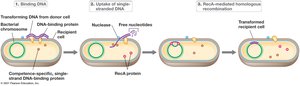 General mechanism of transformation in bacteria
