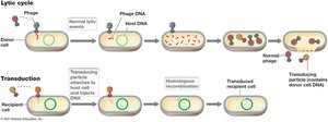 Generalized transduction mechanism