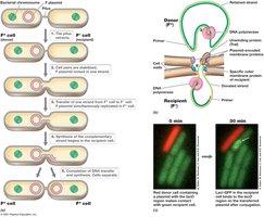 Plasmid DNA transfer by conjugation