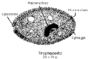 Diagram of Balantidium coli trophozoite