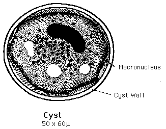 Diagram of Balantidium coli cyst
