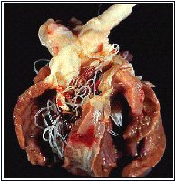Heart infected with Dirofilaria immitis (dog heartworm)