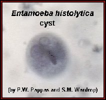 Entamoeba histolytica cyst