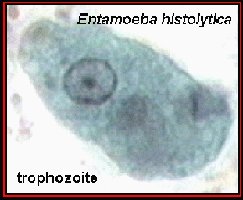 Entamoeba histolytica trophozoite