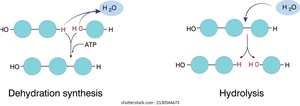Dehydration synthesis and hydrolysis diagram