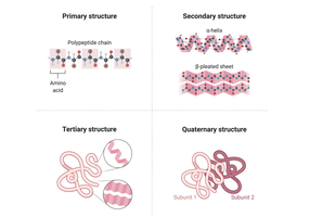 Protein structure levels
