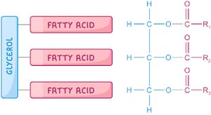Phospholipid structure