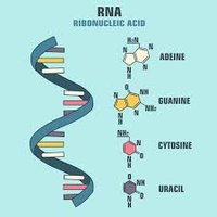 RNA structure