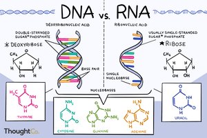 DNA vs RNA comparison