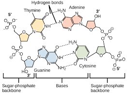 Various organic molecules