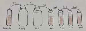 Diagram of serial dilution process from stock to dilution tubes