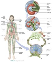 Lymphatic capillary structure and function