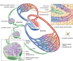 Lymphatic capillary and vessel structure