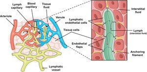 Simple squamous epithelium