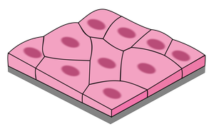 Lymphatic vessel valves