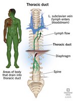 Thoracic duct drainage areas