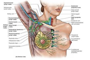 Lymphatic duct anatomical diagram