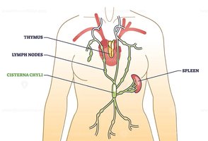 Cisterna chyli and lymphatic duct diagram