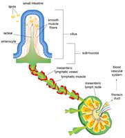 Lacteal structure in small intestine