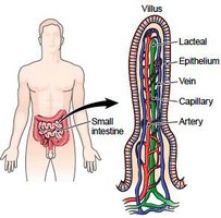 Lacteal and villus diagram