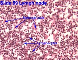 Lymphoid organs anatomical diagram