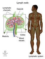Lymph node structure diagram