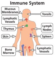 Immune system components diagram