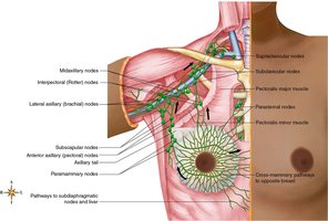 Lymph node drainage pathways