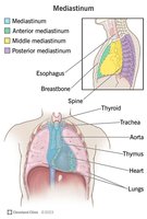 Thymus location in mediastinum