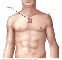 Thymus anatomical diagram