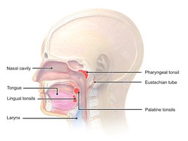 Tonsil anatomical diagram