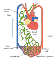 Lymphatic and cardiovascular system interaction