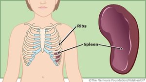 Spleen location and structure