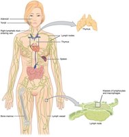 Lymphatic system anatomical diagram