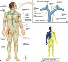 Lymphatic duct anatomical diagram