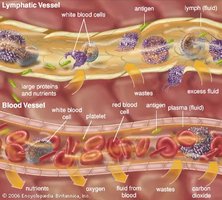 Lymphatic vessel vs blood vessel contents