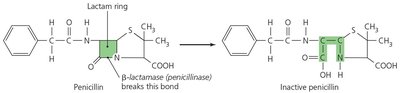 Beta-lactamase rendering penicillin inactive