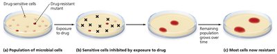 Development of resistant strain of bacteria