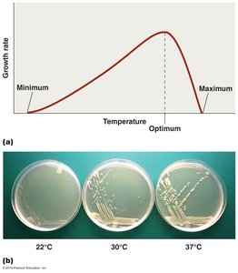 Graph showing the effect of temperature on microbial growth rate and petri dishes with bacterial growth at different temperatures
