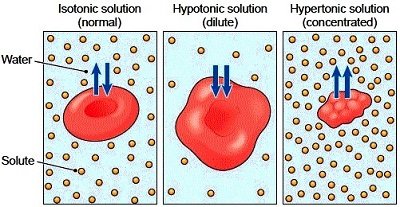 Comparison of isotonic, hypotonic, and hypertonic solutions on cells