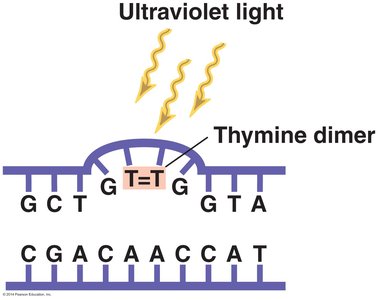 Diagram of UV light causing thymine dimers in DNA
