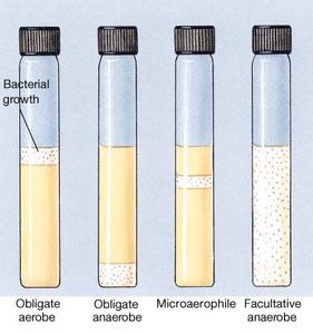 Test tubes showing bacterial growth patterns in different oxygen conditions