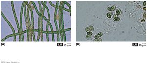 Heterocysts and glycocalyx in cyanobacteria