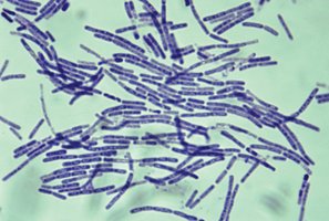 Bacillus anthracis cells