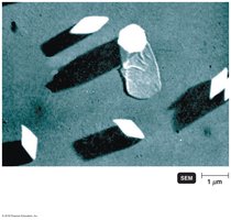 Bacillus thuringiensis with toxic crystals