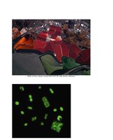 Archaea under microscope