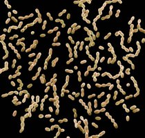 SEM of Streptococcus mutans