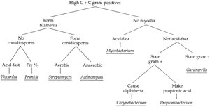 Branching filaments of Actinobacteria