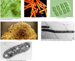 Cyanobacteria and stromatolite