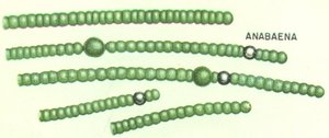 Anabaena with heterocysts